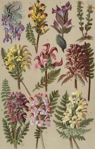 高山植物群 作者 欧洲学校